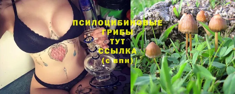 mega tor  Скопин  Галлюциногенные грибы MAGIC MUSHROOMS 